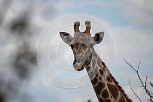 Lonely Giraffe in savannah, her natural habitat, in Imire Rhino & Wildlife Conservancy National park, Zimbabwe