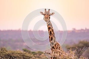 Lonely giraffe in the savannah Serengeti National Park at sunset.  Wild nature of Tanzania - Africa. Safari Travel Destination