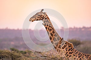 Lonely giraffe in the savannah Serengeti National Park at sunset.  Wild nature of Tanzania - Africa. Safari Travel Destination