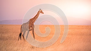 Lonely giraffe in the savannah Serengeti National Park at sunset.  Wild nature of Tanzania - Africa. Safari Travel Destination