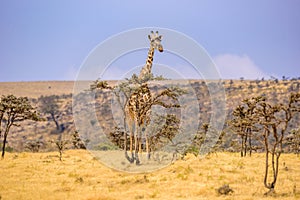 Lonely giraffe in the savannah Serengeti National Park at sunset.  Wild nature of Tanzania - Africa. Safari Travel Destination