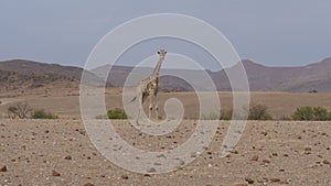 Lonely giraffe stands on the dry savanna