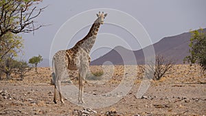 Lonely giraffe stands on the dry savanna