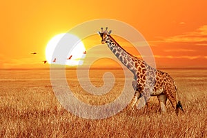 Lonely giraffe at sunset in the Serengeti National Park. Tanzania. Wild nature of Africa. African artistic landscape.