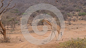 Lonely Giraffe Walking On The Dry Dusty African Savannah, Samburu Kenya