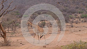 Lonely Giraffe Walking On The Dry Dusty African Savannah, Samburu Kenya 4k