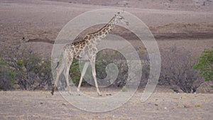 Lonely giraffe walks on the dry savanna