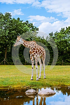 Lonely giraffe