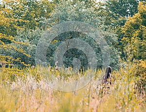 Lonely girl walking through high grass. Beautiful spring or autumn landscape with green trees and grass