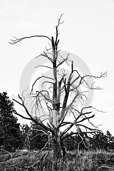 A lonely gnarled bare tree