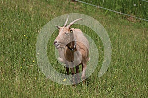 Lonely goat on a green meadow