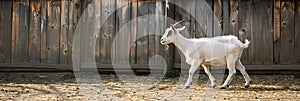 Lonely goat on a pasture for a walk