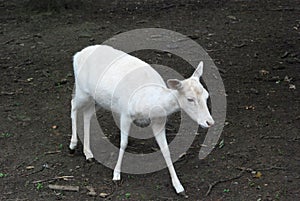 Lonely goat serching it`s family