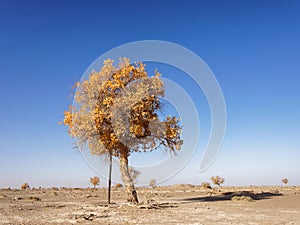 Lonely golden populus euphratica tree in desert on the blue sky background, Ejina in the autumn.