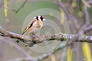 Lonely goldfinch resting on a branch