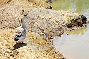 Lonely goose on the bank