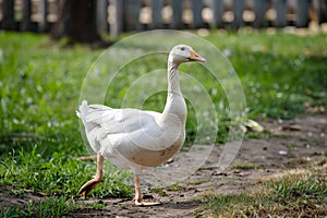 Lonely goose on a pasture for a walk