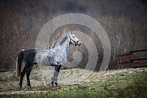 Lonely gray horse