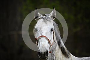 Lonely gray horse