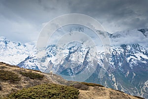 Lonely grazing horse on the background of snowy mountains, Nepal