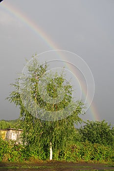 Lonely green birch on a rural road after rain. Rainbow.