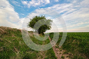 A lonely green bush between two fields. Czech Republic.