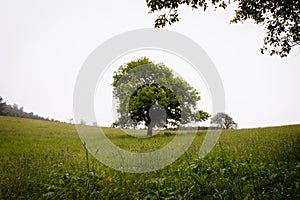 Lonely green oak tree in the field