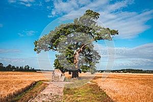 Lonely green oak tree in the field. Middle of nowhere.