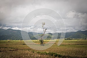 Lonely green oak tree in the field View Sky Beatiful Forest Mountain