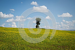 Lonely green oak tree in the field View Sky Beatiful Forest Mountain