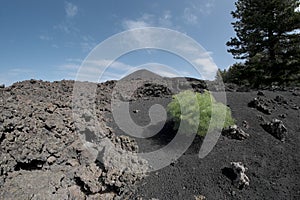 Lonely green plant colonize volcanic ash of cinder cone in Etna Park,