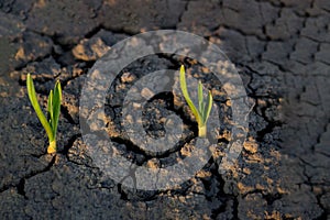 Lonely Green Plant Growing Through Cracks in the Ground, Nature Fighting the Heat. Hot sunny day