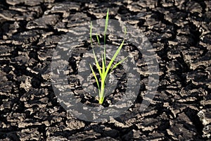 Lonely green sprout in dry cracked ground. Green plant growing through cracks in the ground, nature fighting the heat. Drought,