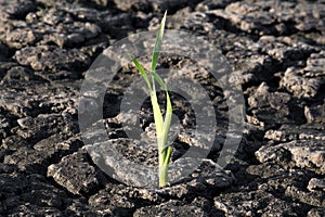 Lonely green sprout in dry cracked ground. Green plant growing through cracks in the ground, nature fighting the heat. Drought,