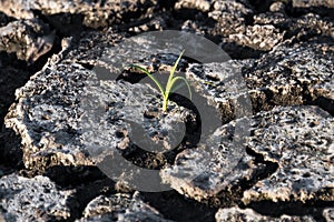 Lonely green sprout in dry cracked ground. Green plant growing through cracks in the ground, nature fighting the heat. Drought,