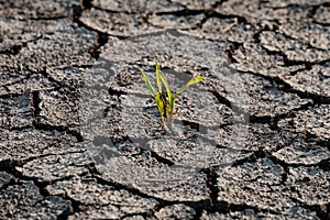 Lonely green sprout on lifeless soil cracked by drought