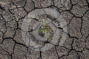 Lonely green sprout on lifeless soil cracked by drought