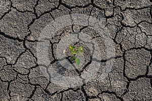 Lonely green sprout on lifeless soil cracked by drought