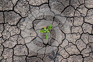 Lonely green sprout on lifeless soil cracked by drought