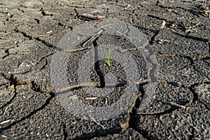 Lonely green sprout on lifeless soil cracked by drought