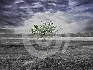 Lonely green tree on the burnt lifeless field