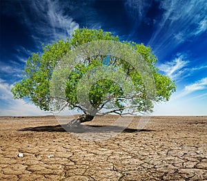 Lonely green tree on cracked earth photo