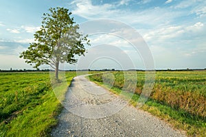 Lonely green tree on a dirt road