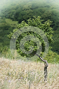 Lonely tree in a meadow
