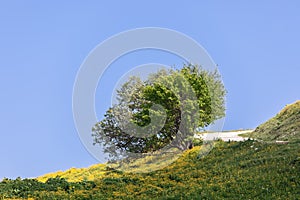 Lonely green tree near a tourist trail on the slope of alpine spring meadows against a clear blue sky