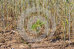 lonely growing sunflowers in a field with cereals