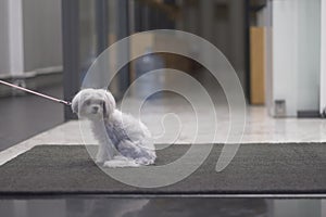 A lonely hairy little dog on a leash