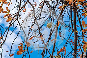 Lonely hanging chestnut.