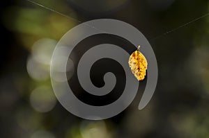 Lonely hanging leaf of tree in autumn