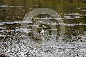 A lonely heron, standing in the big drain early in the morning looking for food!